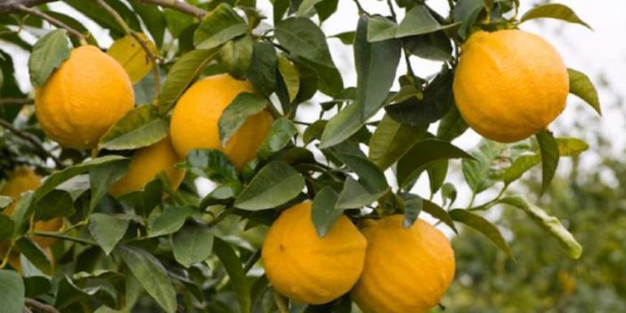 citrus toxic to cats