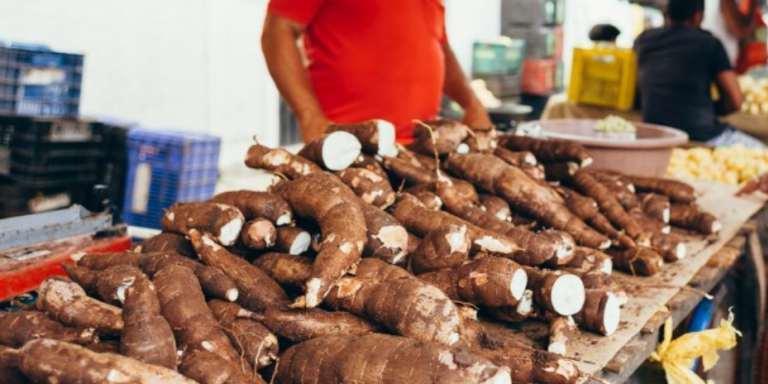 Can cats eat cassava