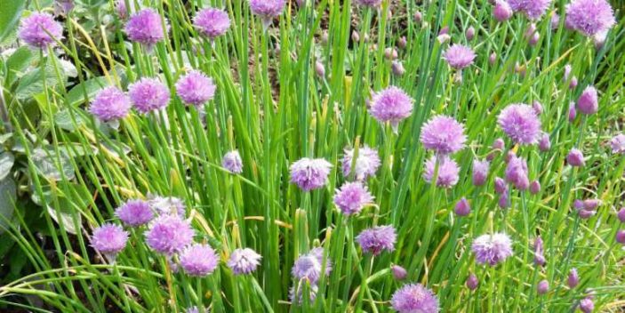 Can cats eat chives?