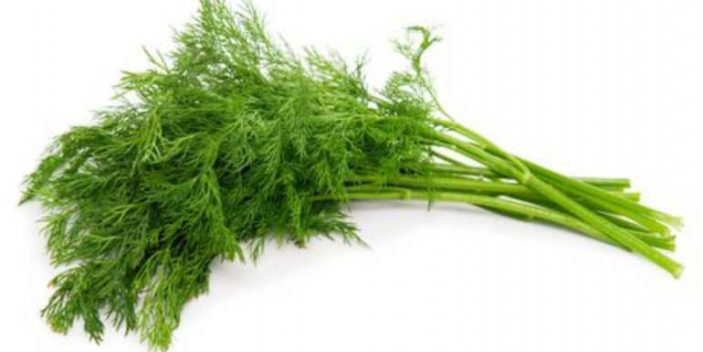 Can cats eat dill