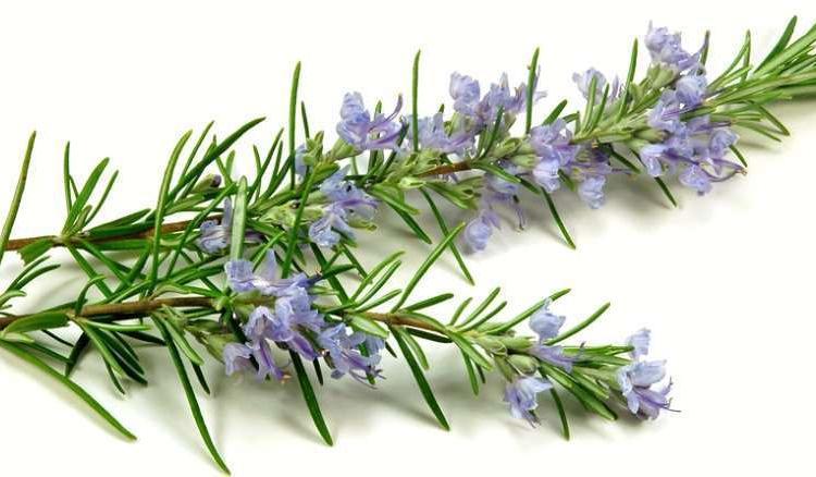 Is Rosemary Safe for Cats or Poisonous Pet Care Advisors