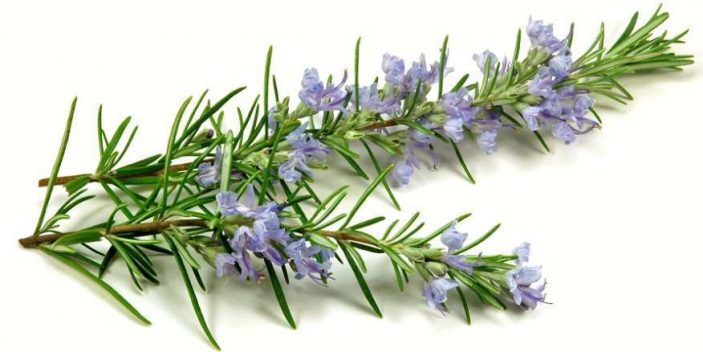 Can cats eat rosemary?