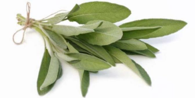 Is Sage Safe to Cats or Toxic? | Pet Care Advisors