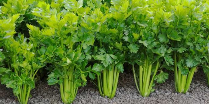 37 Top Pictures Can Dogs And Cats Eat Celery - Can Dogs Eat Celery Raw Or Cooked Is Celery Good Or Bad For Dogs