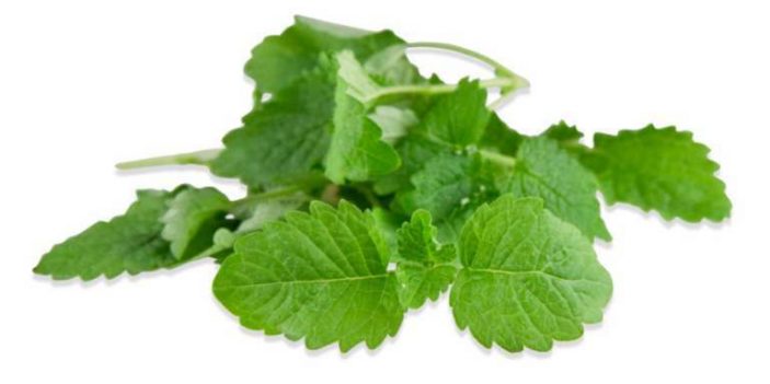 Can dogs eat lemon balm