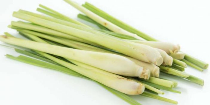 Can dogs eat lemongrass