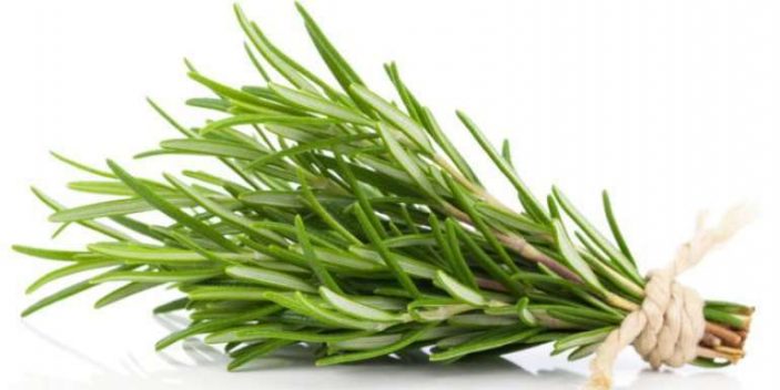 Can dogs eat rosemary