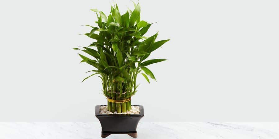 are bamboo plants poisonous to cats and dogs