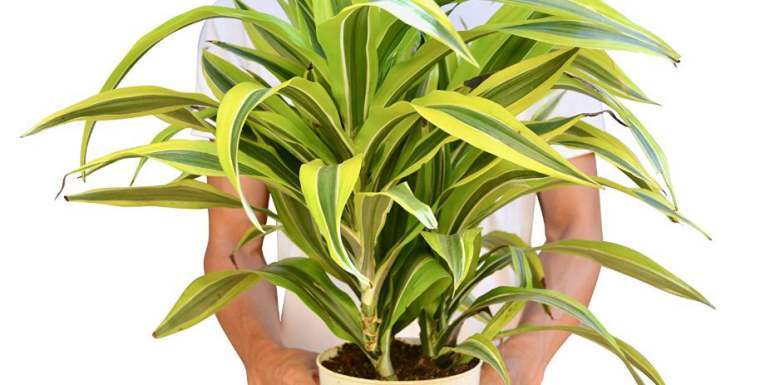 Dracaena deremensis