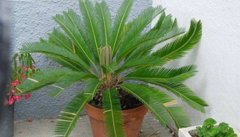 Is Sago palm safe for kitties