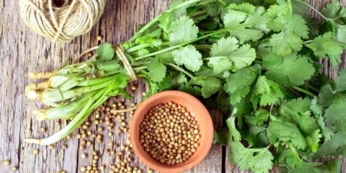 Is coriander safe for dogs