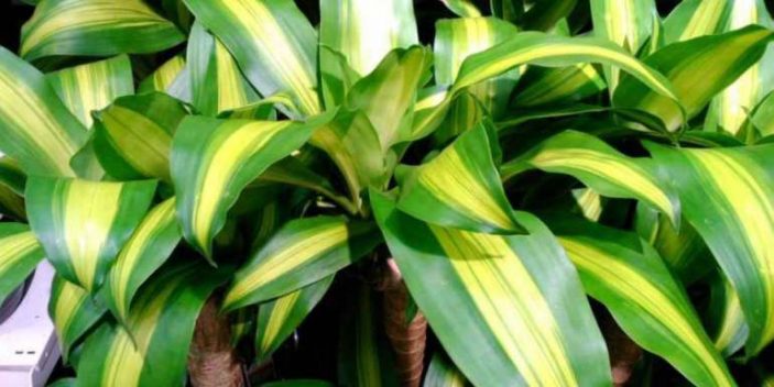 Is corn plant poisonous to cats