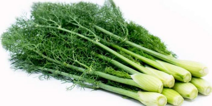 Is fennel safe for dogs