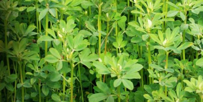 Is fenugreek safe for cats