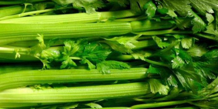 Is it ok for cats to eat celery