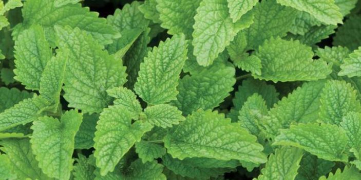 Is lemon balm safe for cats