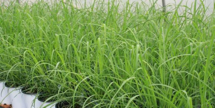 Is lemongrass safe for cats