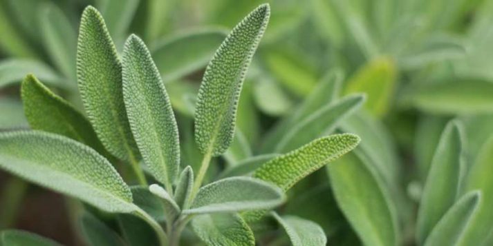 are sage plants safe for dogs