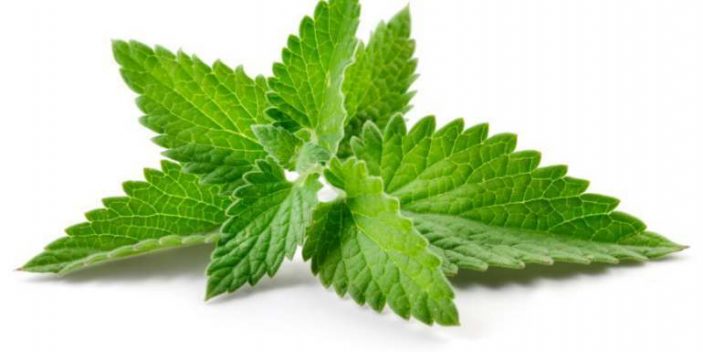 Is spearmint safe for dogs