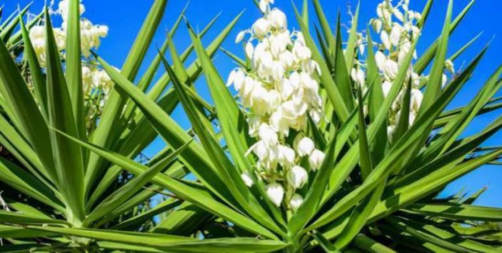 Is yucca poisonous to cats and dogs