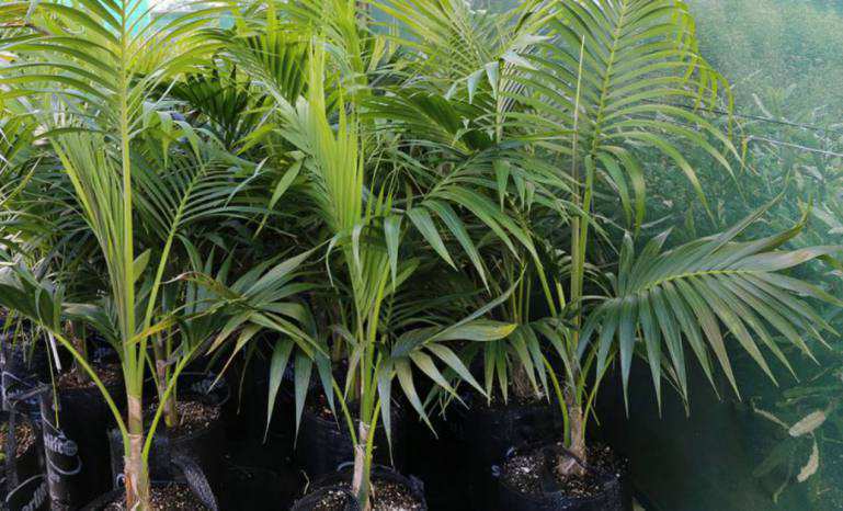 Kentia palms