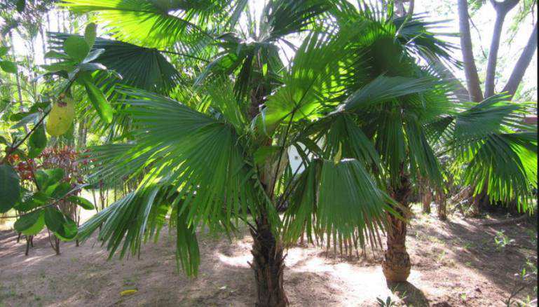 Livistona rotundifolia palm