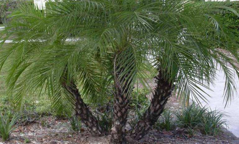 Pygmy date palm