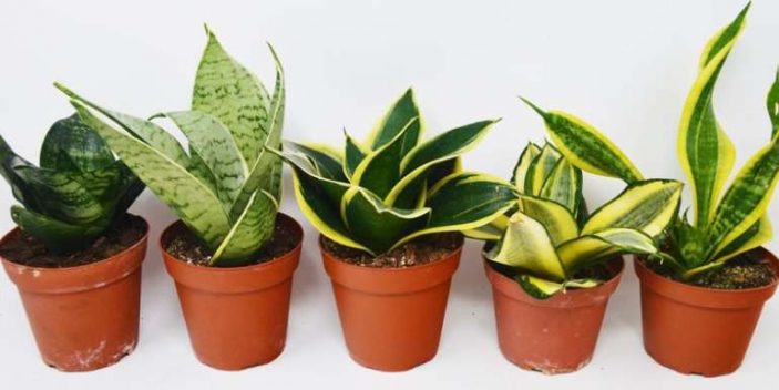 Snake plant varieties