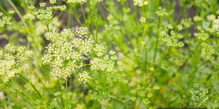 Spring parsley