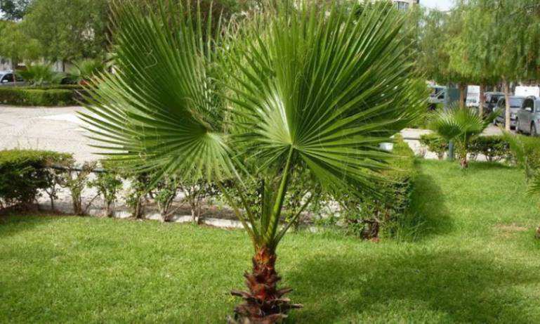 Trachycarpus fortunei