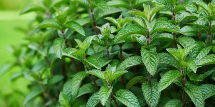 Can Cats Eat Mint Is It Safe Or Poisonous Pet Care Advisors