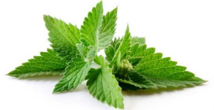 are peppermint plants bad for dogs