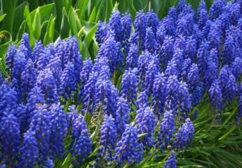 Water hyacinths