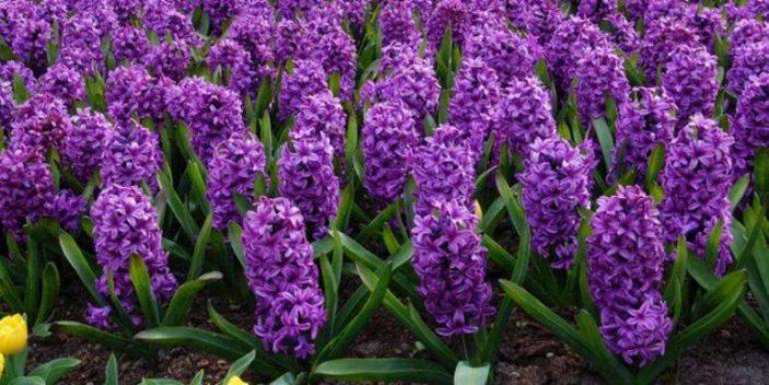 Hyacinths and cats