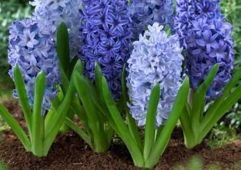 Is hyacinth toxic to cats