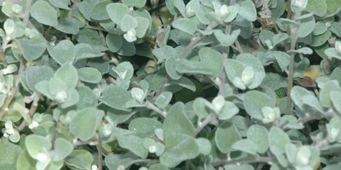 Licorice plant and dogs