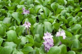 Water hyacinths
