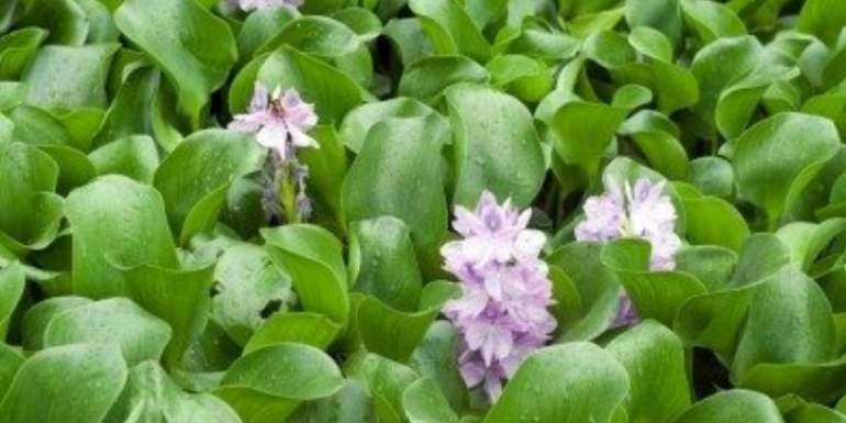 Water hyacinths and dogs