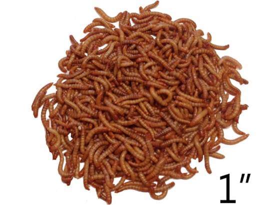 1000ct Live Mealworms, Reptile, Birds, Chickens, Fish Food