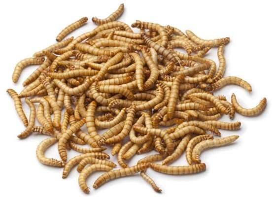 2000ct Live Mealworms, Pet Food