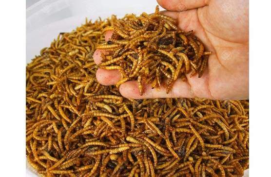 5KG WILD BIRD DRIED MEALWORMS