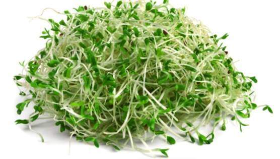 Alfalfa sprouts