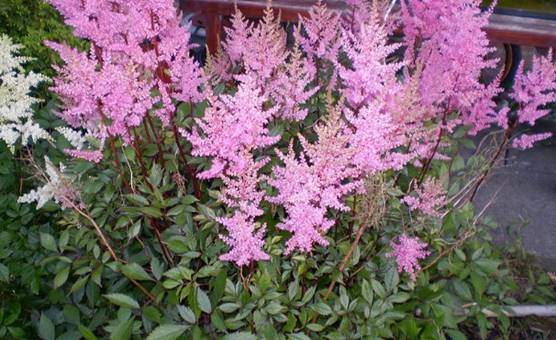 Astilbe - Astilbe spp.