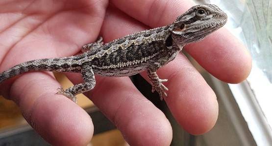 Baby bearded dragon