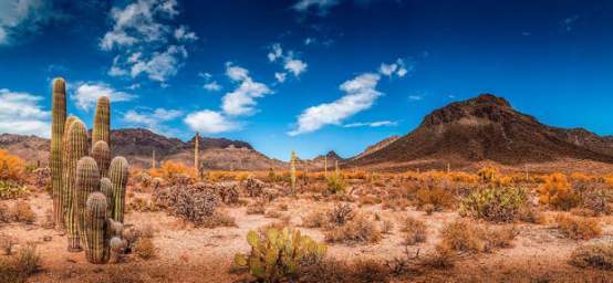 BannersNStands Reptile Habitat Blue Sky with Mountains & Cactus