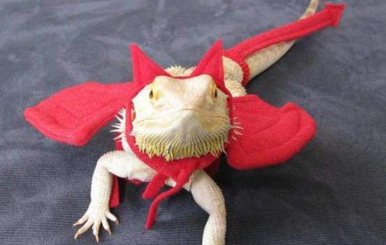 Bearded dragon Devil's costume