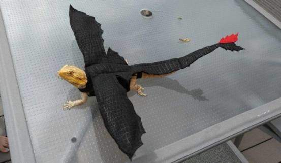 Bearded dragon Toothless costume