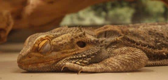 Bearded dragon brumation