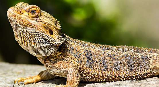 Bearded dragon care