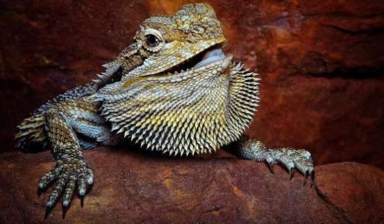 Bearded dragon changing color